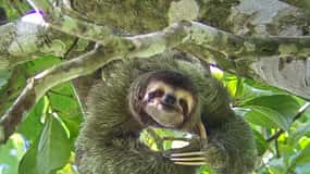 Manuel Antonio Park: Guided Tour to see animals & beach time