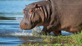Richards Bay: Half Day Isimangaliso Hippo & Croc Boat Cruise