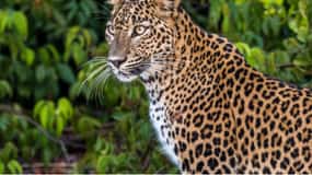 Da Anuradhapura: Safari di un giorno intero tutto incluso a Wilpattu