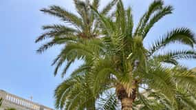 Syros: Food Walking Tour