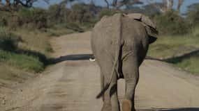 Discover Aberdare National Park and Lake Naivasha (2 days)