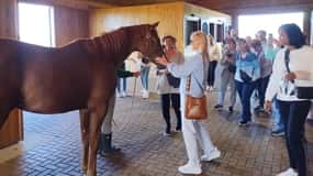 Lexington: Thoroughbred Horse Farm Tour and Scenic Bluegrass