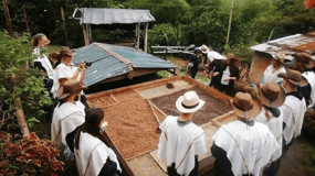 Excursão particular à fazenda de café (fazenda de sua escolha)