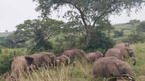 Uganda: 1-dagars safari i Murchison Falls inklusive båtkryssning