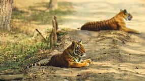 Madhya Pradesh: Kanha National Park Guided Safari Tour