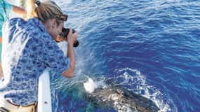Oahu: Whale Watching Excursion from Ala Wai Harbor