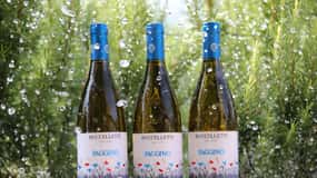 Toscana: degustazione di vini bianchi con aperitivo in una cantina locale