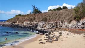 Maui: Halfway to Hana Black Sand Beach & Turtles Tour