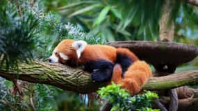 Cingapura: Zoológico de Cingapura e Safári Noturno com traslado do hotel