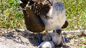 IL MIGLIOR TOUR DI BIRDWATCHING E SNORKELING SULL'ISOLA DI NORTH SEYMOUR