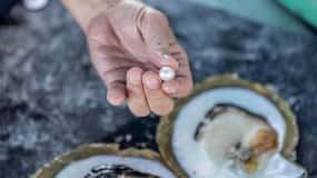 Broome: Paspaley Pearl Farm Afternoon Tour with Transfers