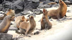 Galapagos: San Cristobal Island 4-Day Tour