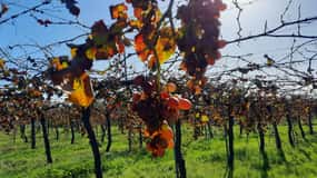Mallorca: Minibussutflykt till bodega och olivodling med vin- och olivoljeprovning