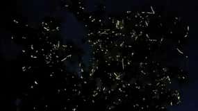Bohol Loboc Firefly Watching Shared Tour