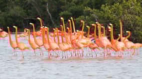 Rio Lagartos and Las Coloradas: EcoSafari Flamingo classic