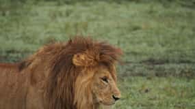 3 Days Camping Safari at mikumi national Park