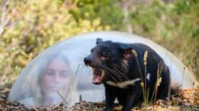 Tasmanie : Tasmanian Devil Unzoo General Admission Ticket