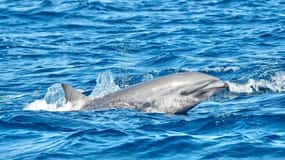 Fort-de-France: Half-Day Martinique Dolphin & Volcano Cruise