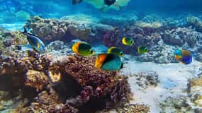 Excursão de snorkeling à Ilha dos Pombos a partir da praia de Uppuveli