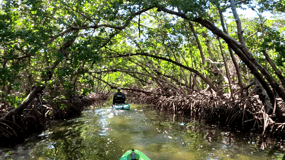 Bradenton: Guided Pedal Kayak Tour