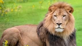New Orleans: Audubon Zoo Ticket and Combination Option