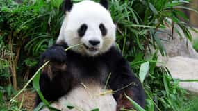 Beijing: Summer Palace and Panda House Guided Tour