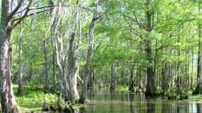 New Orleans: Honey Island Swamp Boat Tour with a Guide