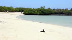 Sustainability and conservation: Tortuga Bay in Galapagos
