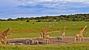 3 days Tsavo East and Saltlick safari from Diani/Mombasa