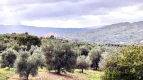 Seggiano: Guided Tour of the Olive Grove and Food Tasting
