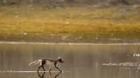 Longyearbyen: Safari z dziką przyrodą i piesza wycieczka fotograficzna