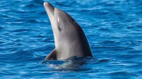 Olbia: Bootstour mit Delfinbeobachtung und Schnorcheln