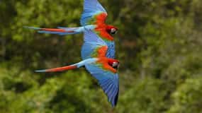 Peruvian Jungle Manu Park Four days / three nights