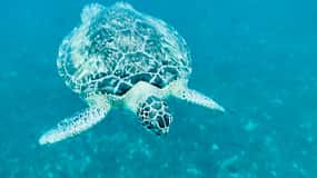 Martinique : Découverte des tortues et anses coraliennes