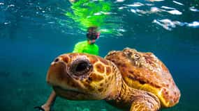 Fai snorkeling con razze, squali e tartarughe in un'isola tropicale