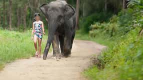 Khao Lak : Bain des éléphants et visite du centre des tortues