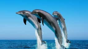 Hurghada : Tour en bateau d'observation des dauphins avec plongée en apnée et déjeuner.
