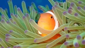 From Naha Scuba Diving Trip in Kerama(for certified divers)
