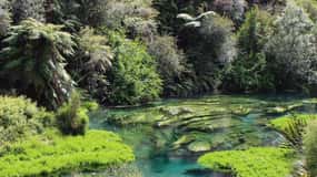 Tour particular exclusivo: Cataratas de Hunua e Blue Springs