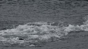 Excursiones de Ear Mountain Charters: avistamiento de ballenas y pesca