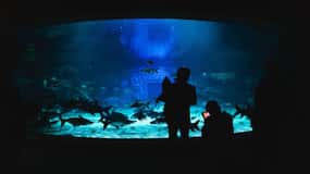Angkor Wildlife & Aquarium com traslado particular