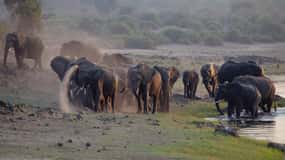 Victoria Falls: Chobe National Park Day Trip with Lunch