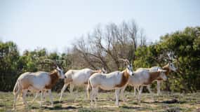 From Agadir: Sous Massa National Park Desert Safari w/Lunch