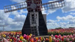 Amsterdam: dorpjes, kaas, windmolens, klompen & landgoed