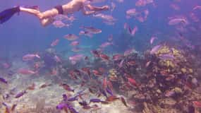 La Romana: Heldagstur med snorkling på Catalina Island