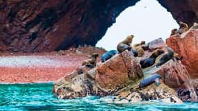 Día completo en las Islas Ballestas y la Reserva Nacional de Paracas