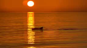 Clearwater Beach: Dolphin-Watching Sunset Cruise