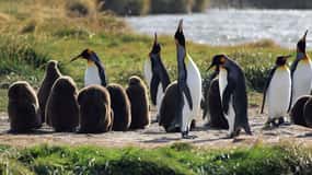 Punta Arenas: Parque do Pinguim Rei e viagem à Terra do Fogo
