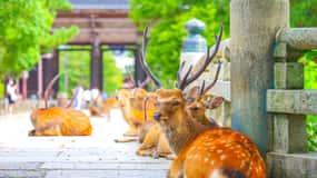 京都/大阪：金閣寺、竹林、奈良鹿公園