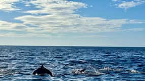 Bohol Balicasag Is Privat tur och delfinskådning